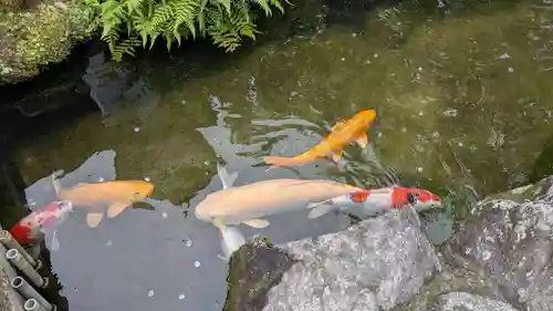 太宰府天満宮の動物