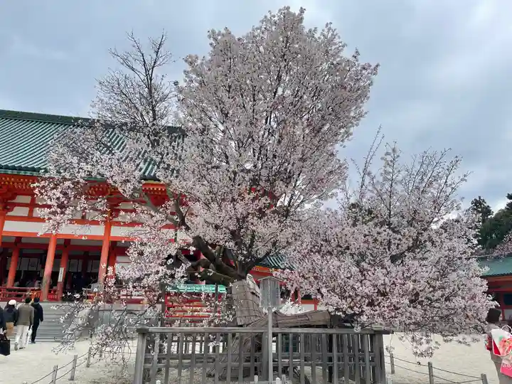 平安神宮の自然
