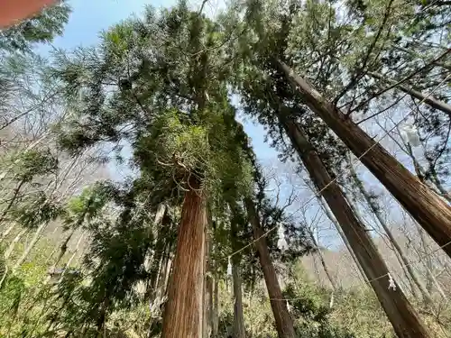 戸隠神社奥社の自然