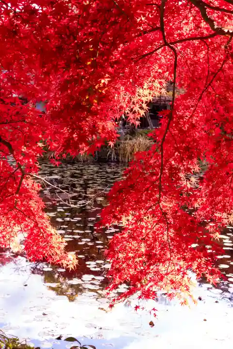 大原野神社(京都府)