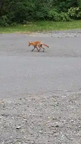 上川神社の動物
