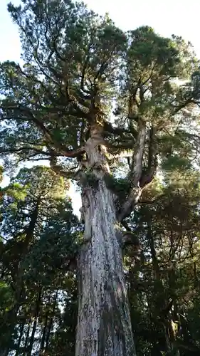 霧島神宮の自然