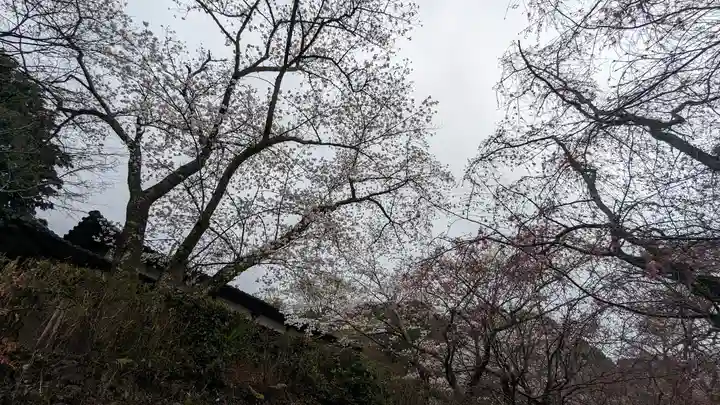 勝持寺(花の寺)(京都府)