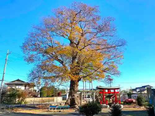 阿保神社の自然