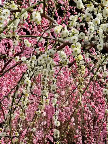 城南宮(京都府)