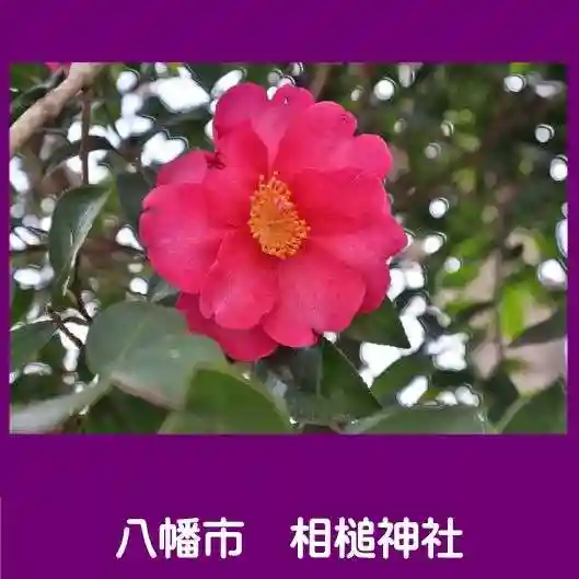 相槌神社の自然