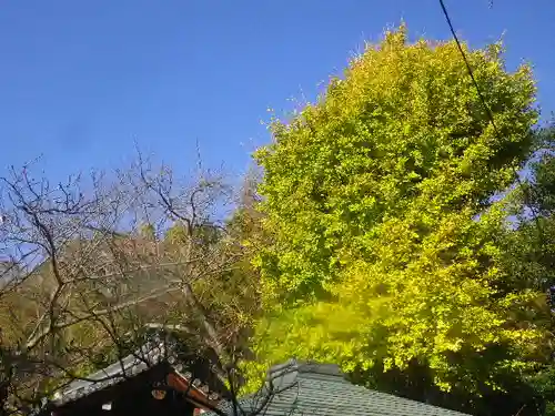 浄光明寺の自然