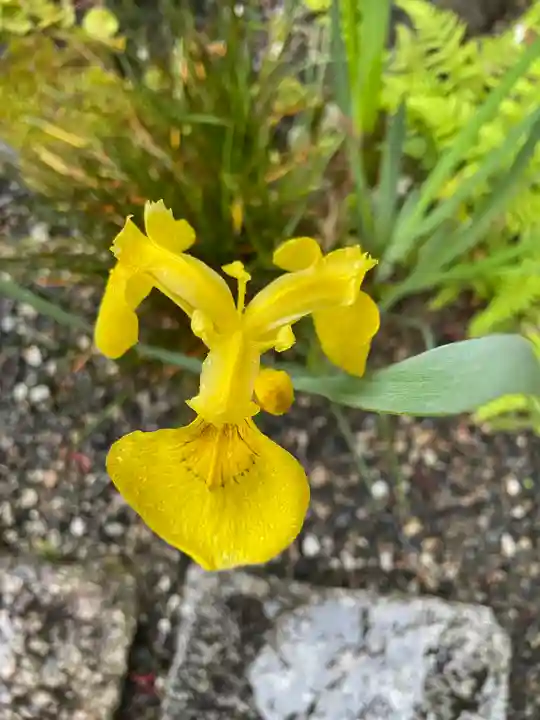 念仏寺(大原念佛寺)の自然