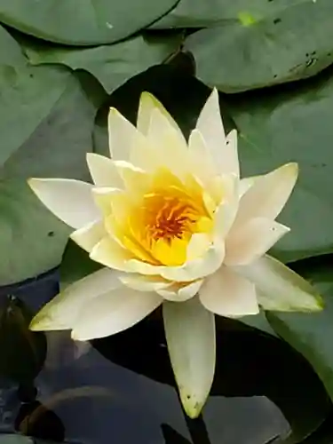 明治神宮の自然