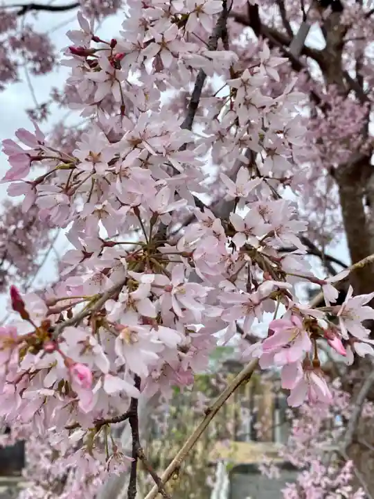 實相寺(実相寺) (京都府)