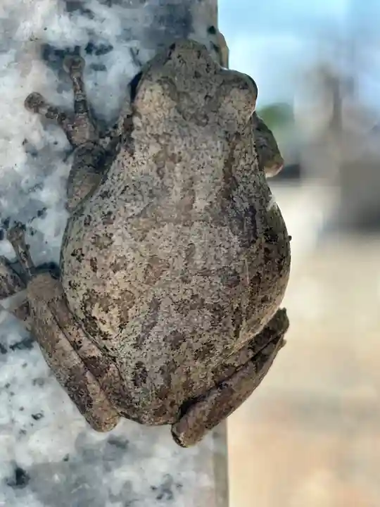 田中神社(滋賀県)