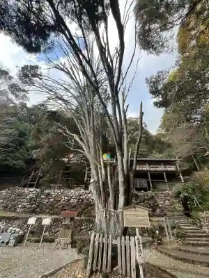日龍峯寺(高澤観音)(美濃清水)の{uncategorized: "未分類", other: "その他", undefined: "問題あり", building: "その他建物", grave: "お墓", sacred_gate: "鳥居", guardian: "狛犬", statue: "像", buddha: "仏像", history: "歴史", nature: "自然", garden: "庭園", animal: "動物", pagoda: "塔", temizu: "手水舎", mountain_gate: "山門・神門", sanctuary: "本殿・本堂", subordinate: "末社・摂社", art: "芸術", scenery: "景色", jizo: "地蔵", ema: "絵馬", goshuin: "御朱印", omikuji: "おみくじ", items: "授与品その他", amulet: "お守り", goshuincho: "御朱印帳", eats: "食事", festival: "お祭り", votive_dance: "神楽", shichigosan: "七五三参", wedding: "結婚式", experience: "体験その他", initially: "初詣", around: "周辺", anti_infection: "感染症対策"}