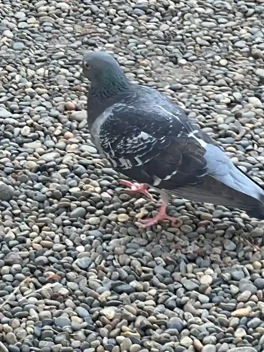 八剱八幡神社(千葉県)