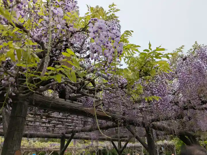 亀戸天神社(東京都)