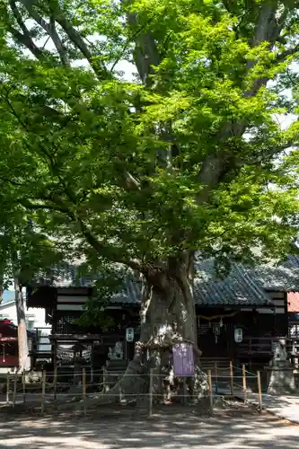 白鳥神社(長野県)