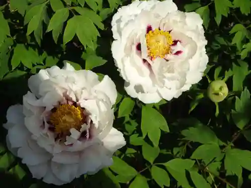 牡丹稲荷神社の自然