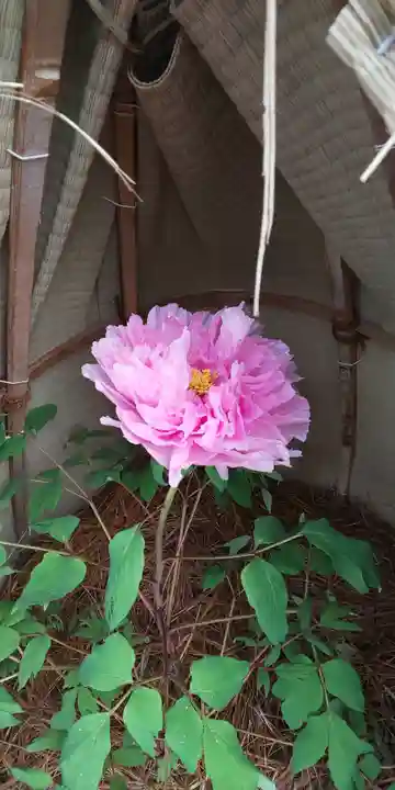 如意輪寺(市原観音)の自然