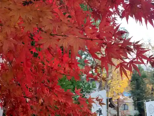 阿佐ヶ谷神明宮の自然