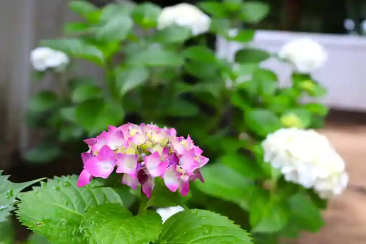 三津厳島神社(愛媛県)