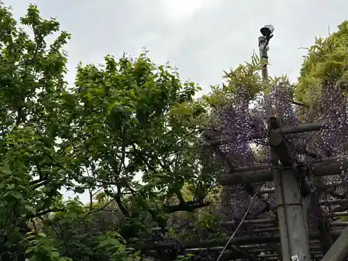 亀戸天神社(東京都)
