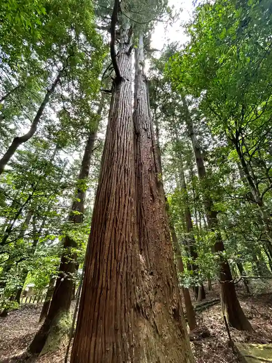 若狭彦神社(上社)(福井県)