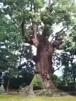 川津来宮神社の{uncategorized: "未分類", other: "その他", undefined: "問題あり", building: "その他建物", grave: "お墓", sacred_gate: "鳥居", guardian: "狛犬", statue: "像", buddha: "仏像", history: "歴史", nature: "自然", garden: "庭園", animal: "動物", pagoda: "塔", temizu: "手水舎", mountain_gate: "山門・神門", sanctuary: "本殿・本堂", subordinate: "末社・摂社", art: "芸術", scenery: "景色", jizo: "地蔵", ema: "絵馬", goshuin: "御朱印", omikuji: "おみくじ", items: "授与品その他", amulet: "お守り", goshuincho: "御朱印帳", eats: "食事", festival: "お祭り", votive_dance: "神楽", shichigosan: "七五三参", wedding: "結婚式", experience: "体験その他", initially: "初詣", around: "周辺", anti_infection: "感染症対策"}