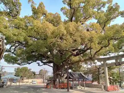 百舌鳥八幡宮(大阪府)