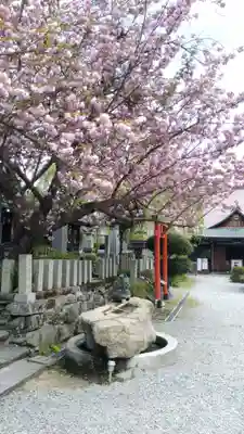 櫻本坊の手水舎