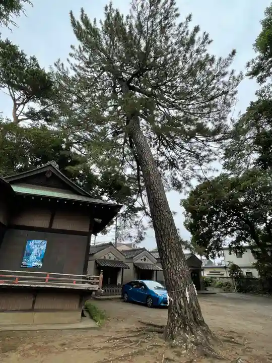 下高井戸八幡神社の自然