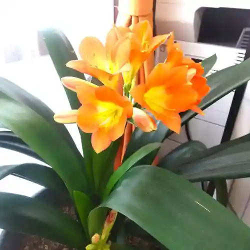 七重浜海津見神社(北海道)