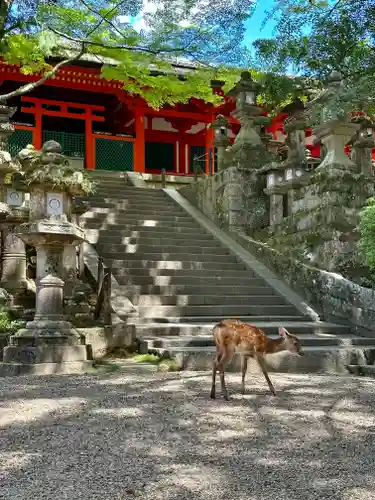 春日大社(奈良県)