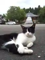 御誕生寺(猫寺)の動物