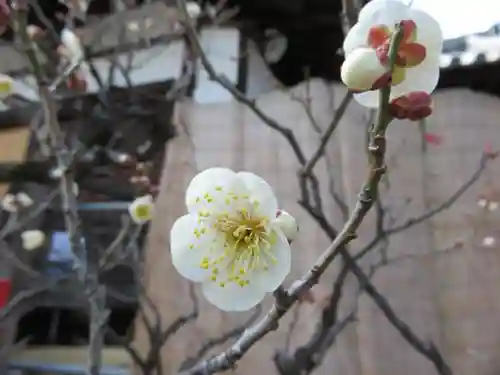 菅原天満宮（菅原神社）の自然