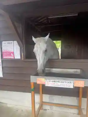 鹿児島神宮(鹿児島県)
