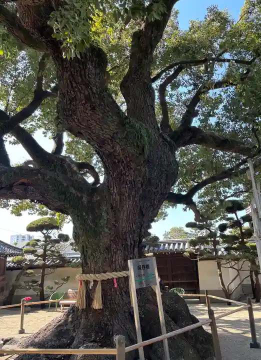 大聖観音寺(あびこ観音)(大阪府)
