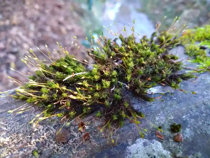 国造神社(熊本県)