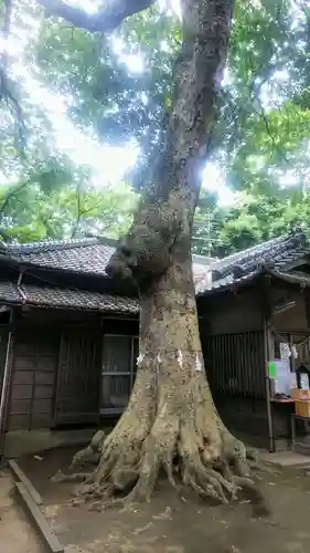 氷川女體神社の自然