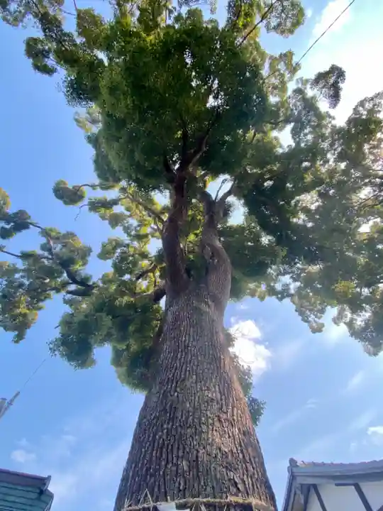 玉田神社の自然