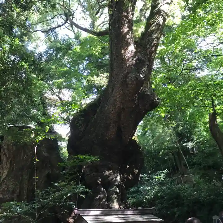 來宮神社の自然