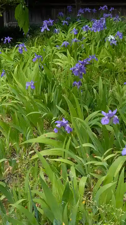 得浄明院(善光寺別院)(京都府)