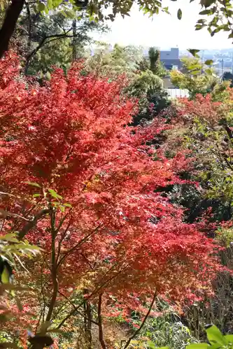 明王院（満願寺別院）の自然