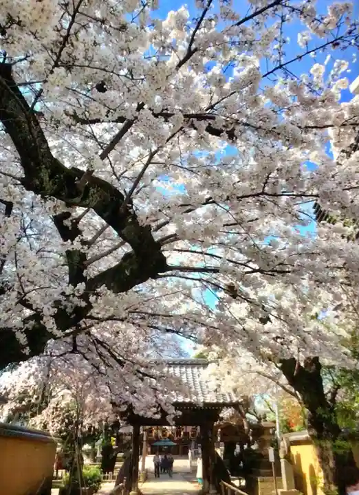 新井薬師(梅照院)(東京都)