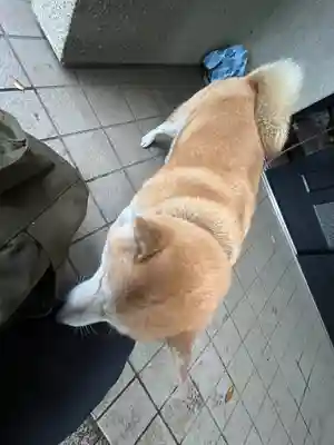 笠䅣稲荷神社(神奈川県)