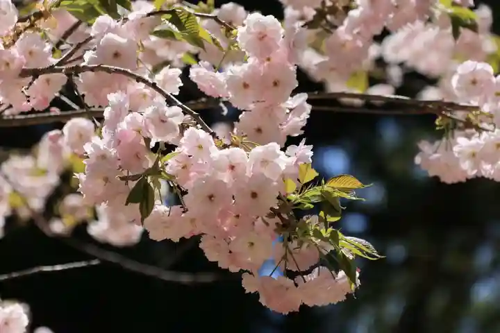 磐椅神社の自然