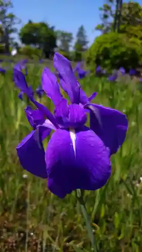 無量寿寺の自然