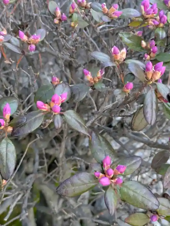 亀田龍神社の{uncategorized: "未分類", other: "その他", undefined: "問題あり", building: "その他建物", grave: "お墓", sacred_gate: "鳥居", guardian: "狛犬", statue: "像", buddha: "仏像", history: "歴史", nature: "自然", garden: "庭園", animal: "動物", pagoda: "塔", temizu: "手水舎", mountain_gate: "山門・神門", sanctuary: "本殿・本堂", subordinate: "末社・摂社", art: "芸術", scenery: "景色", jizo: "地蔵", ema: "絵馬", goshuin: "御朱印", omikuji: "おみくじ", items: "授与品その他", amulet: "お守り", goshuincho: "御朱印帳", eats: "食事", festival: "お祭り", votive_dance: "神楽", shichigosan: "七五三参", wedding: "結婚式", experience: "体験その他", initially: "初詣", around: "周辺", anti_infection: "感染症対策"}