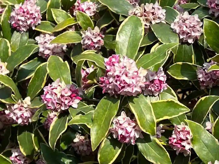 新井薬師(梅照院)(東京都)