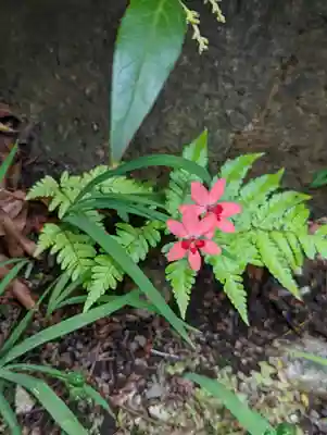 大蓮寺(京都府)