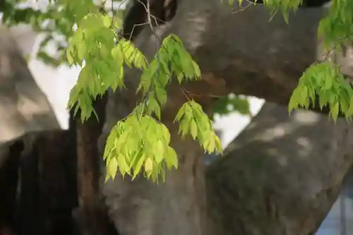 阿邪訶根神社の自然