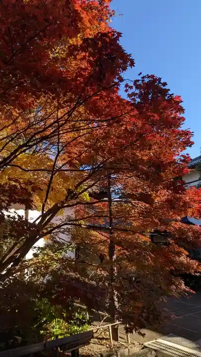 青蓮院門跡(京都府)